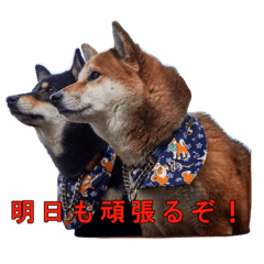 [LINEスタンプ] 柴犬ひめこあずきの Happyスタンプ