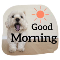 [LINEスタンプ] 犬のヴィくん(挨拶編)