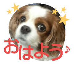 [LINEスタンプ] キャバリア ベル14歳の毎日使うスタンプ
