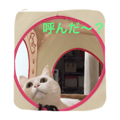 [LINEスタンプ] ちーちゃん(=^x^=)