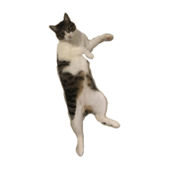 [LINEスタンプ] シマ