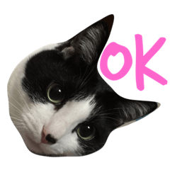 [LINEスタンプ] ねこやしき①