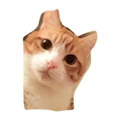 [LINEスタンプ] もふもふきんとき