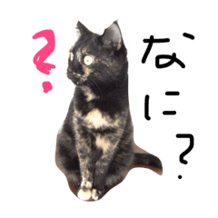 [LINEスタンプ] 日常会話まろにゃん