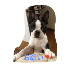 [LINEスタンプ] ボストンテリアのつぶやき