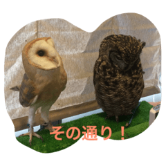 [LINEスタンプ] つぶやきフクロウ