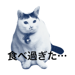 [LINEスタンプ] わんこにゃんこ