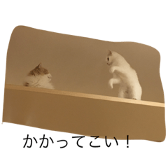 [LINEスタンプ] ねこと時々こまめ