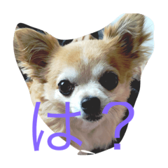 [LINEスタンプ] ふてぶてしいチワワ