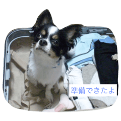 [LINEスタンプ] ちわわ③