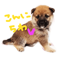 [LINEスタンプ] 柴犬ハチ王子