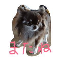 [LINEスタンプ] チスケちゃん日和