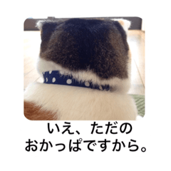 [LINEスタンプ] みけこさん