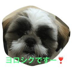 [LINEスタンプ] 毎日 小太郎