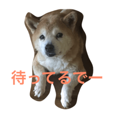 [LINEスタンプ] 無表情なイヌ