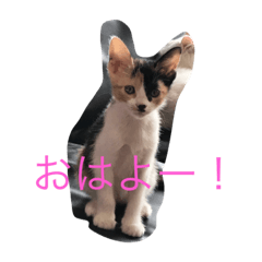 [LINEスタンプ] ファンキーニャンズ