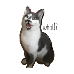 [LINEスタンプ] 猫のティオ