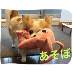 [LINEスタンプ] チワワのポッキーの日常