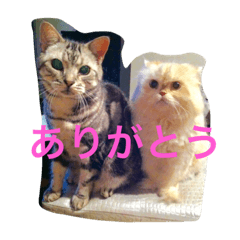 [LINEスタンプ] 銀ぺるステッカー
