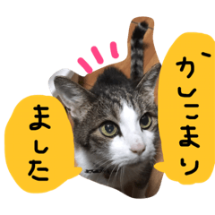 [LINEスタンプ] トムの気ままスタンプ