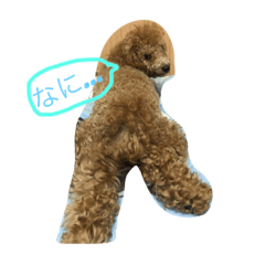 [LINEスタンプ] 犬の日々