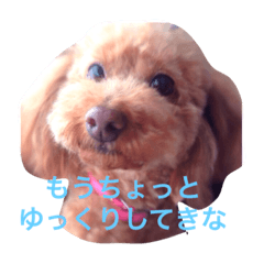 [LINEスタンプ] トイプードル モコのスタンプ