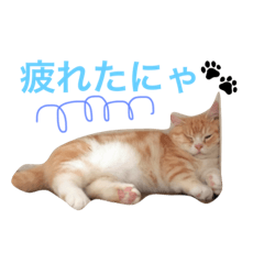 [LINEスタンプ] ねこのぷっぷ！