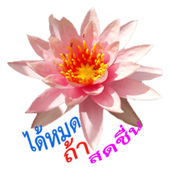 [LINEスタンプ] beautiful flower for you