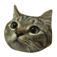 [LINEスタンプ] うちの猫さま