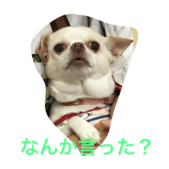 [LINEスタンプ] ふぅと愉快な仲間たち