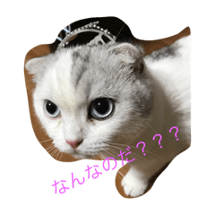 [LINEスタンプ] おもちねこおもちさん
