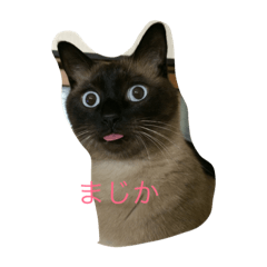[LINEスタンプ] ネコ まる