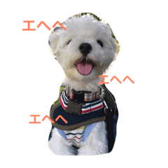[LINEスタンプ] マルチーズのセナさん。