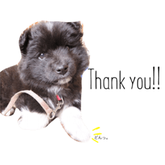 [LINEスタンプ] むぎと仲間たち。