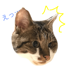 [LINEスタンプ] しゅうにゃんdeぽん