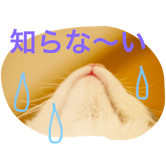 [LINEスタンプ] ノルウェージャンフォレストのノルちゃん