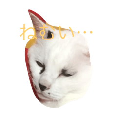 [LINEスタンプ] vanessaの猫