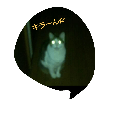 [LINEスタンプ] ネコ✖4