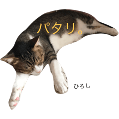 [LINEスタンプ] 梶田家のねこ ときどきあほ
