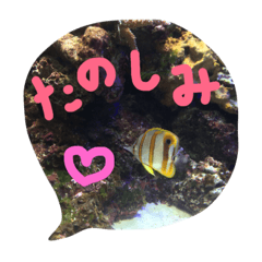 [LINEスタンプ] 深海魚とメッセージ＊写真