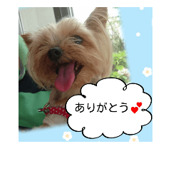 [LINEスタンプ] ヨーキーこうめのあいさつスタンプ