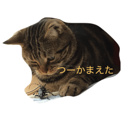 [LINEスタンプ] 私 私 私 ネコ