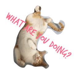 [LINEスタンプ] きょふかる。