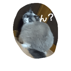 [LINEスタンプ] ゆきにゃん