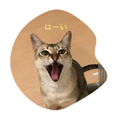 [LINEスタンプ] ニャンころスタンプ