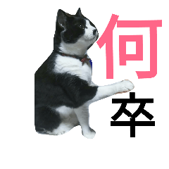 [LINEスタンプ] ぽこ 日常会話