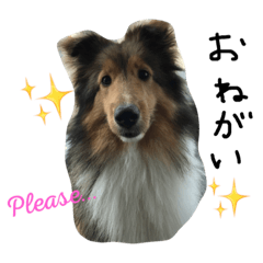 [LINEスタンプ] シェルティ日和。