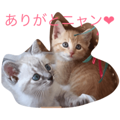 [LINEスタンプ] うちのねこ（ソラとラン）