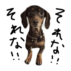 [LINEスタンプ] ダックスフンドのプッチ