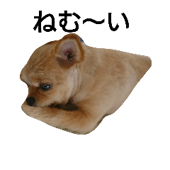 [LINEスタンプ] 私のかわいい犬スタンプ